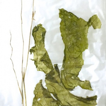 Fahnen09