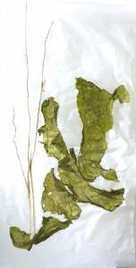 Fahnen09