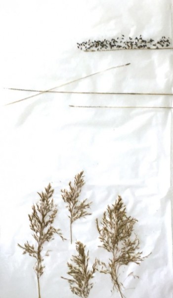 Fensterbild 04,  Pergament, Pflanzenteile, 60cm x30cm