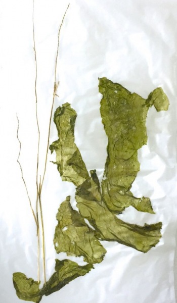 Fensterbild 05,  Pergament, Pflanzenteile, 60cm x30cm