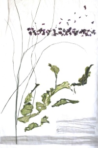 Fensterbild 02,  Pergament, Pflanzenteile, 100cm x60cm