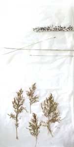 Fensterbild 04,  Pergament, Pflanzenteile, 60cm x30cm