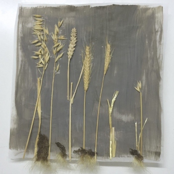 Zeitnah 05,  Pergament, Acryl, Ähren, Wurzeln